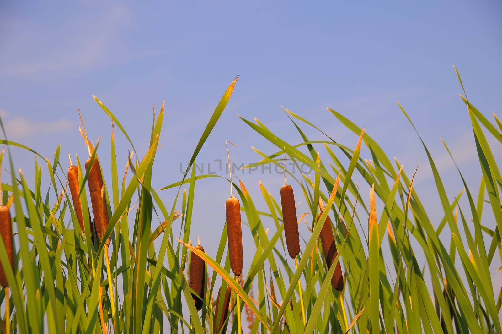 Cattail