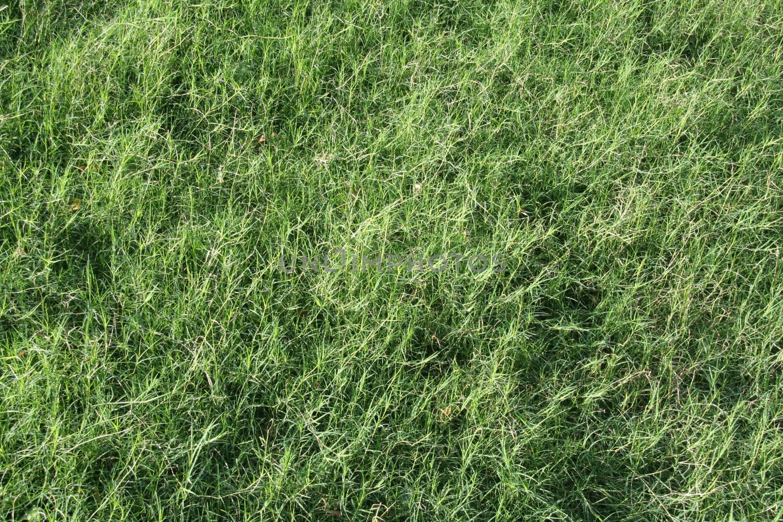 Bed of velvetty green grass soothing to the eyes