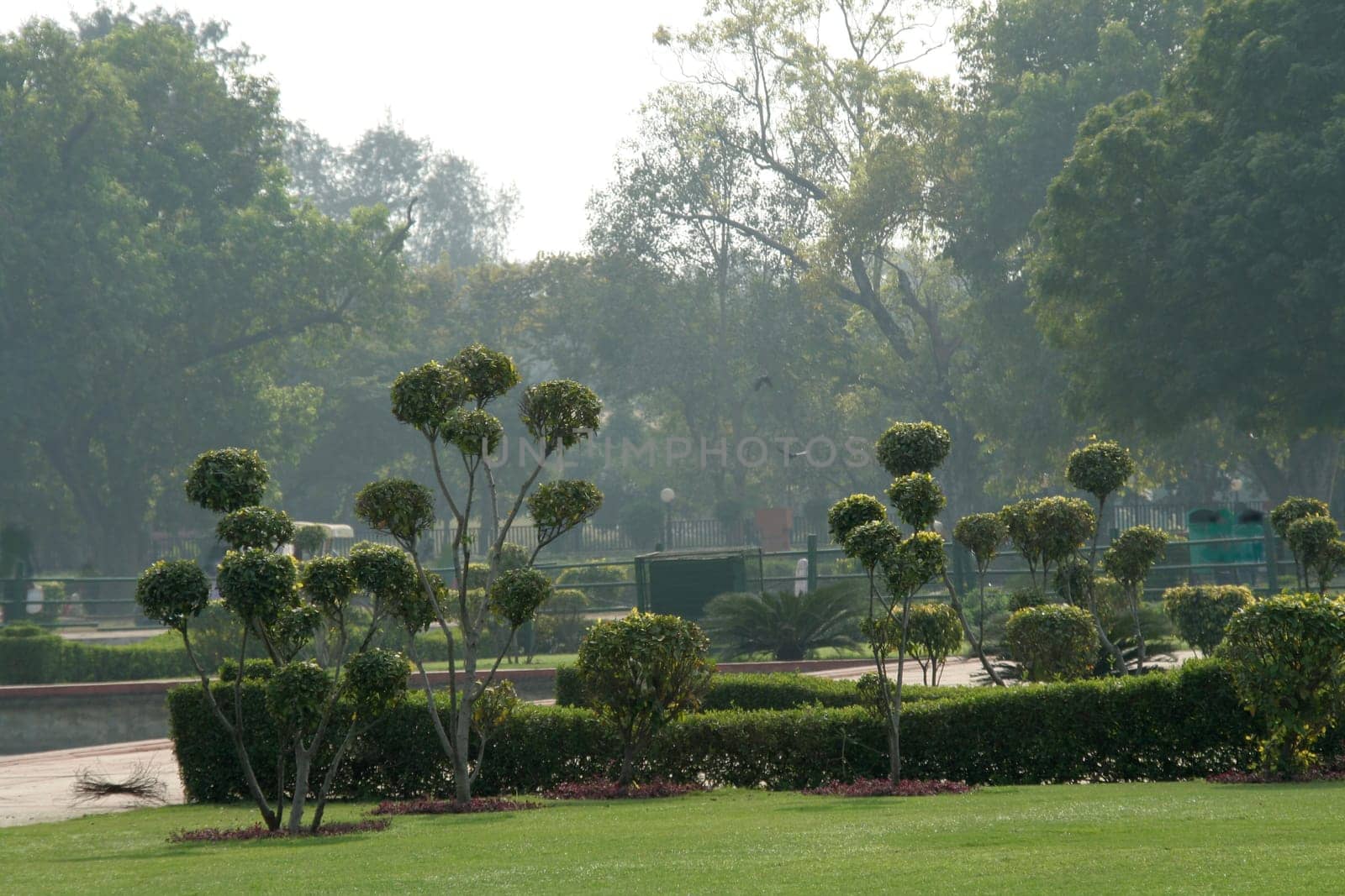 Green ornamental plants with balloon shaped trimming of foliage