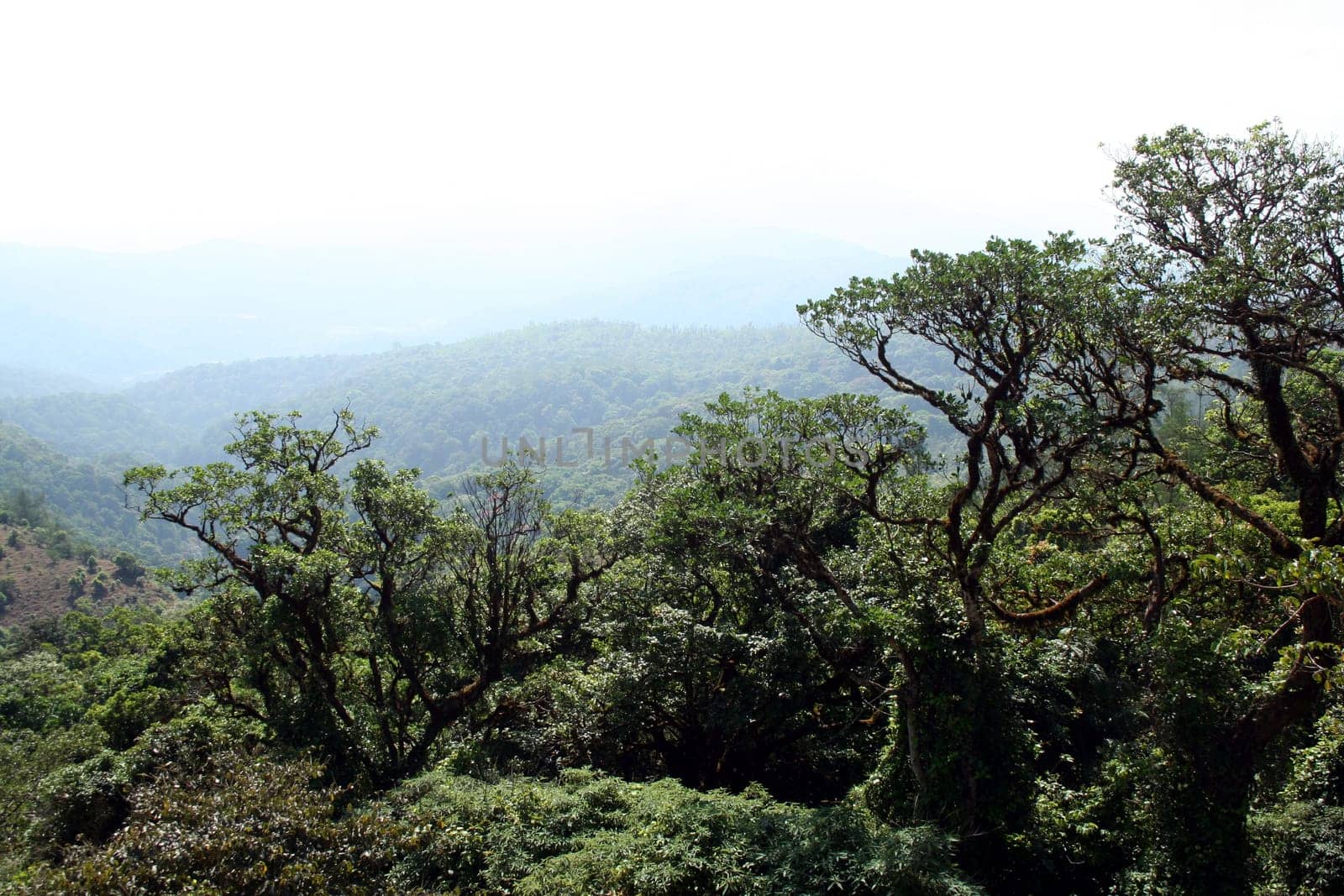 Forest covered with lofty, lush, green trees