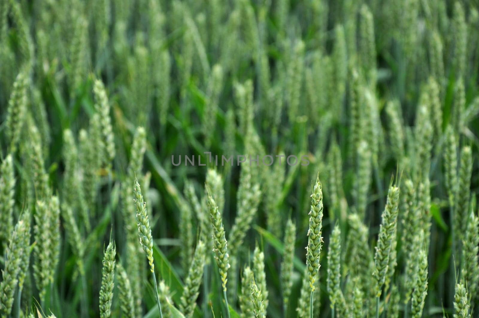 green spikes in field