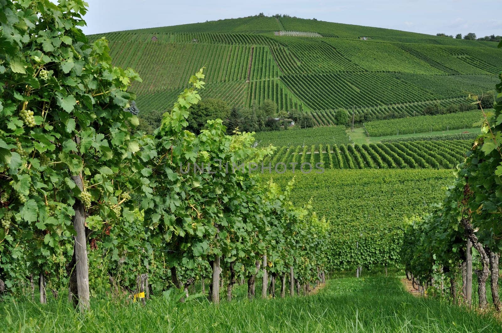 hilly vineyard #3, baden