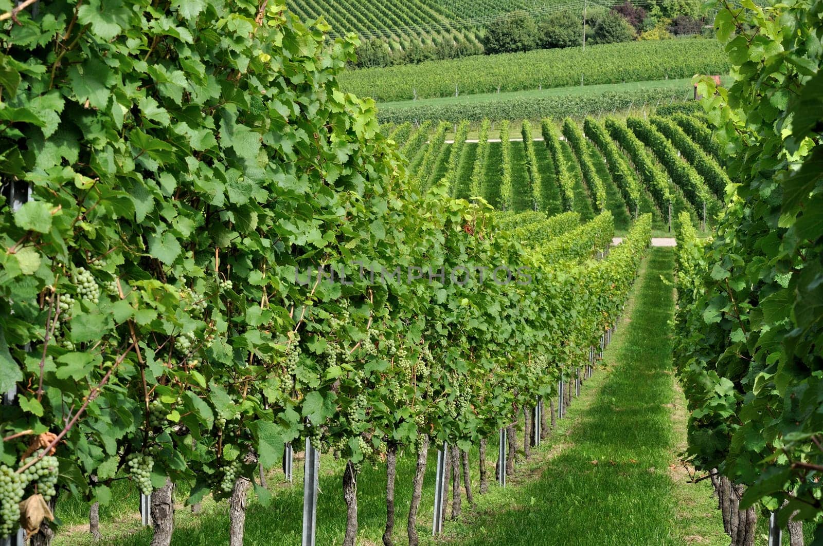 hilly vineyard #5, baden