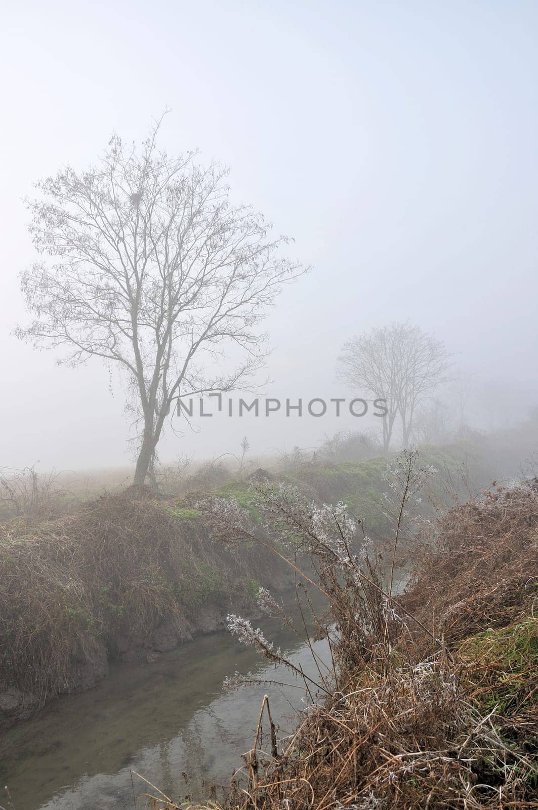 frosty shurbs near foggy ditch