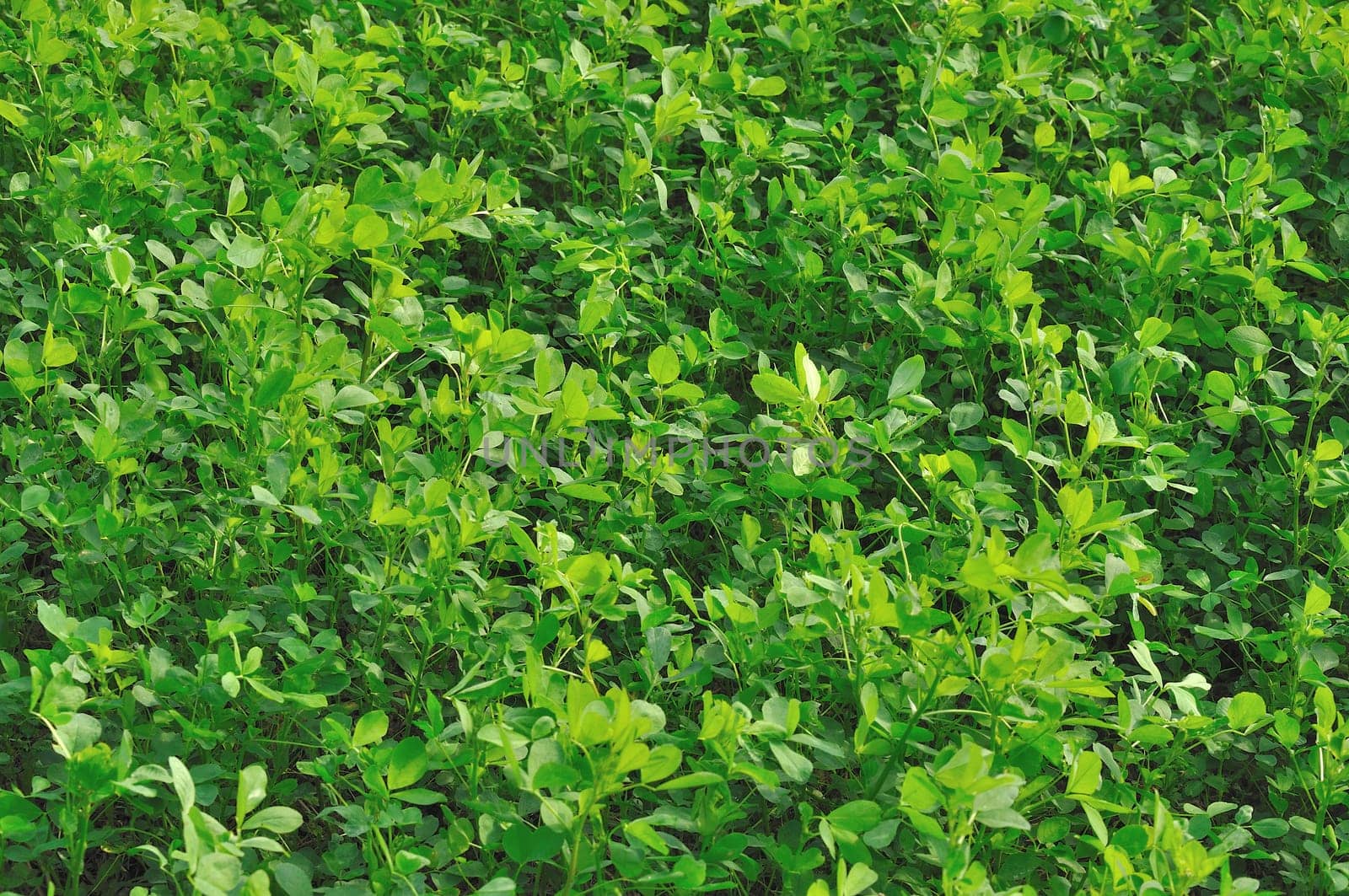 cloverleaf in field #1, emilia