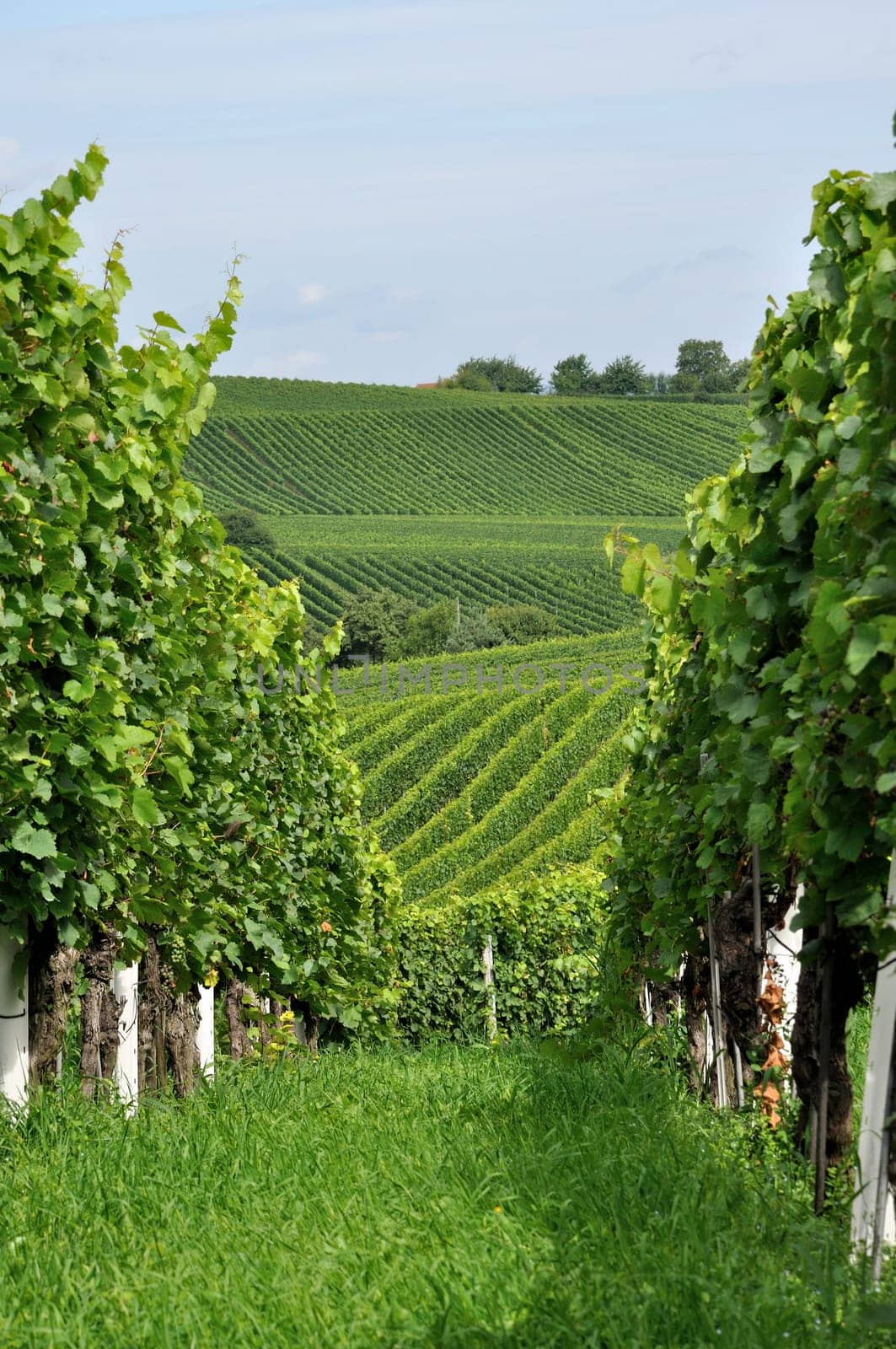 hilly vineyard #9, baden