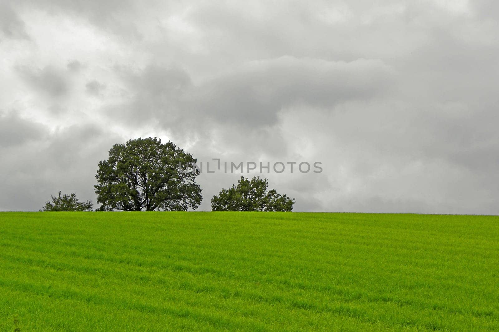 Meadow with trees