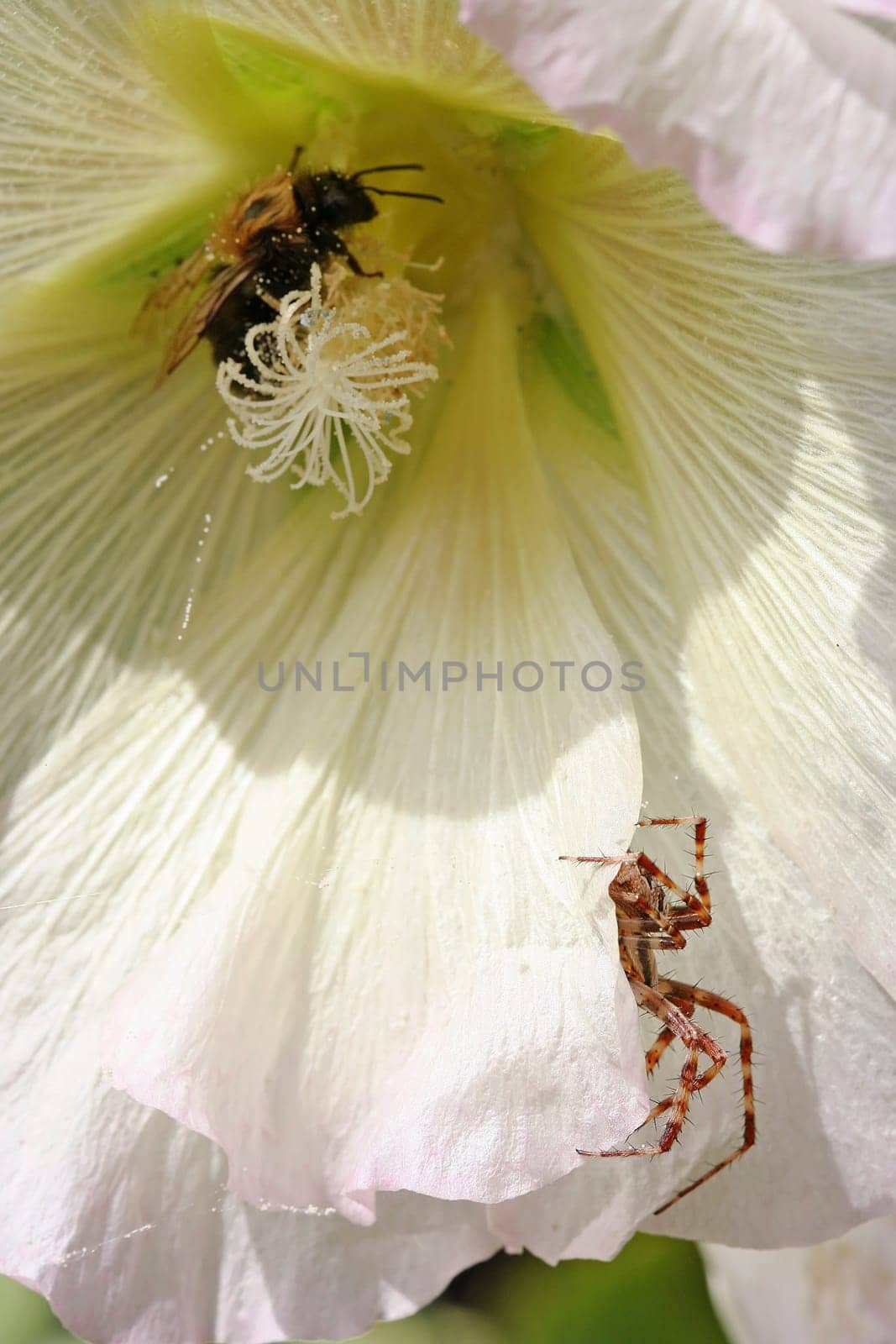The danger in bloom