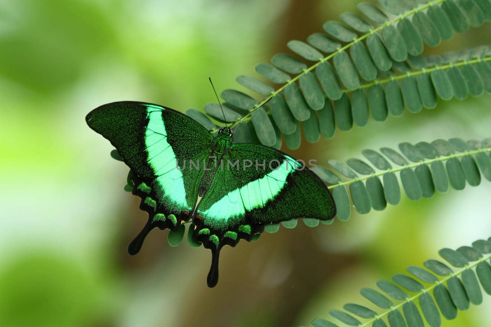 Swallowtail (Papilio Palinurus)