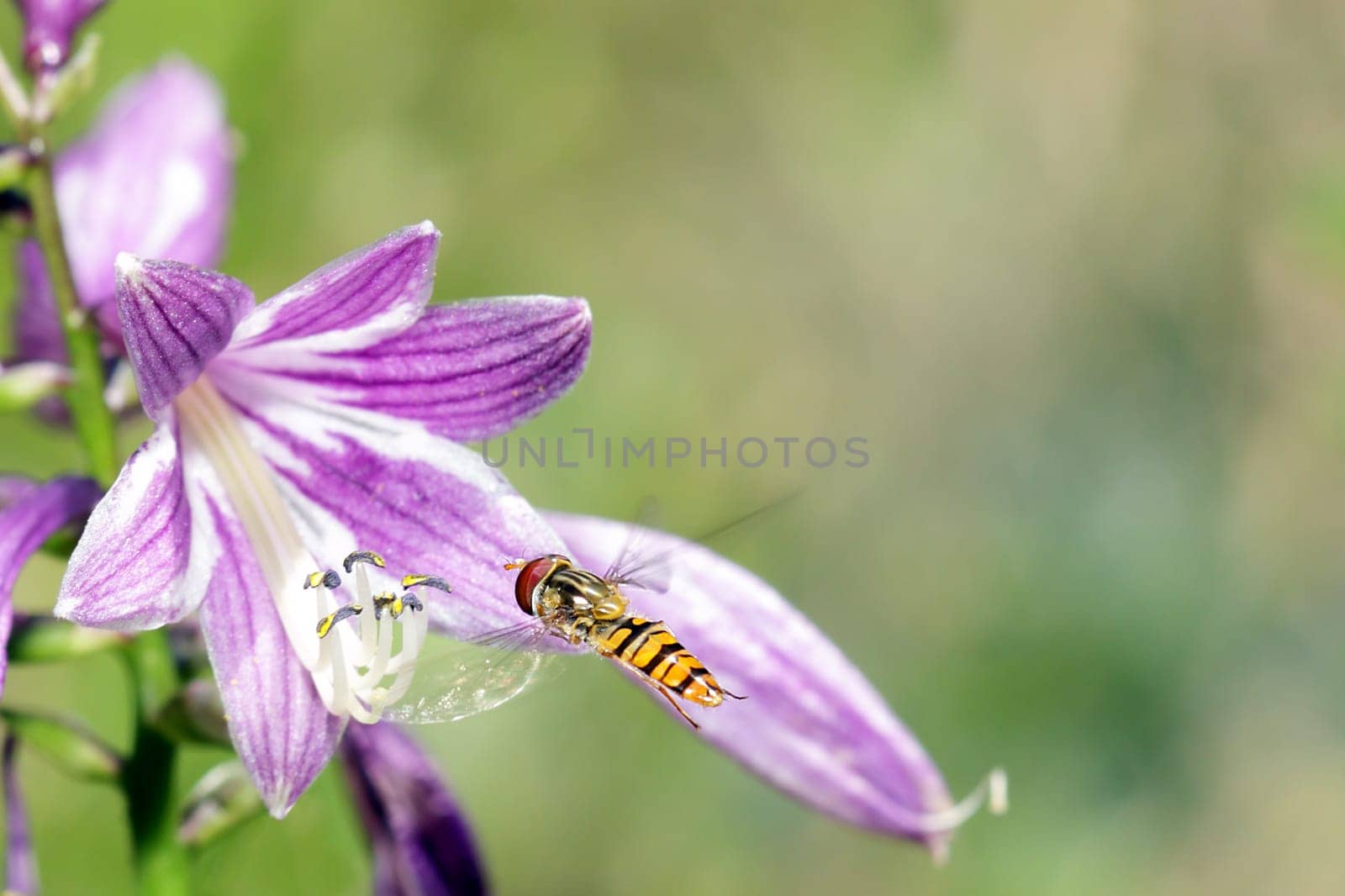 flying small wasp on blossom bell with blurred background