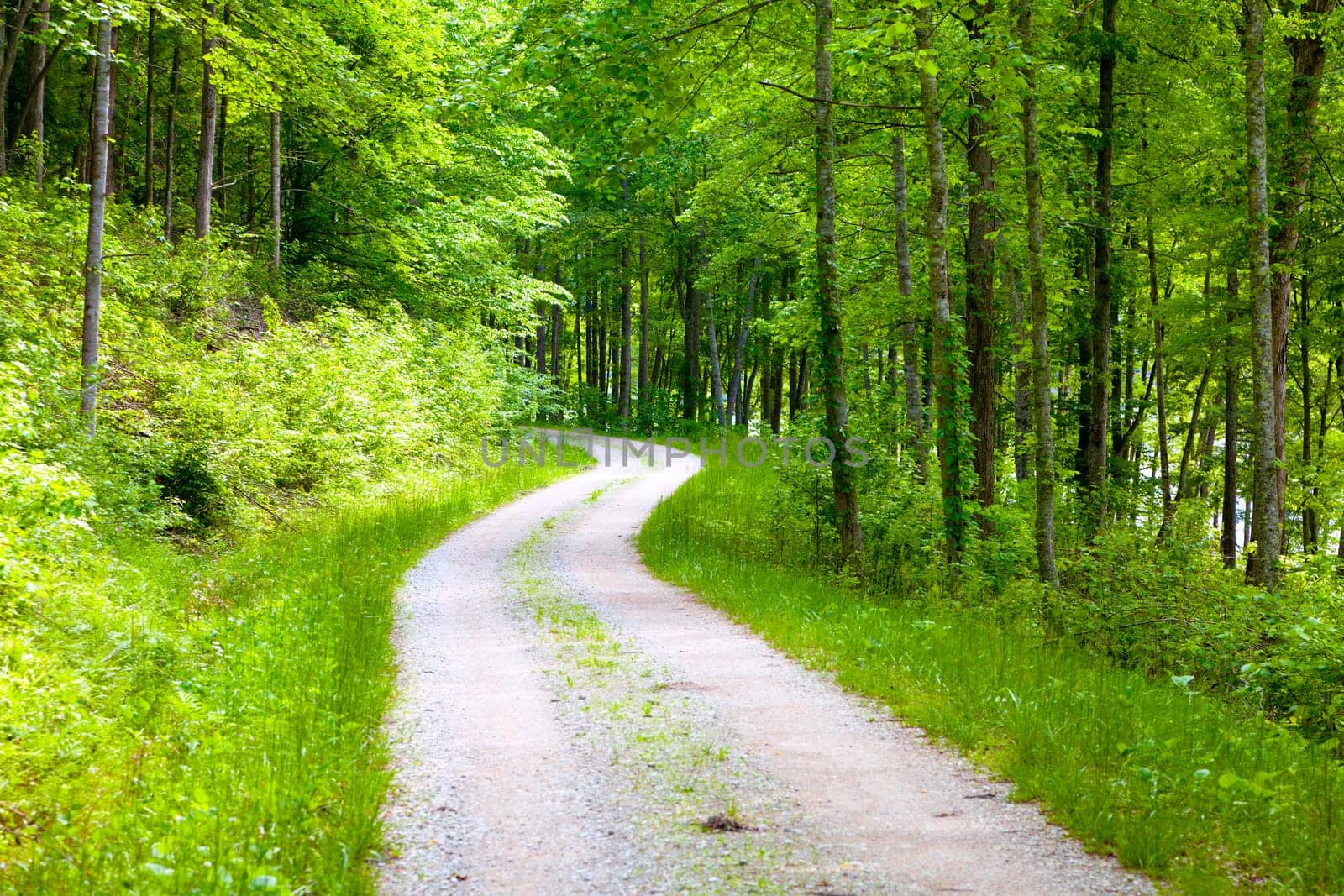 Gravel road in the forest in Eastern Kentucky