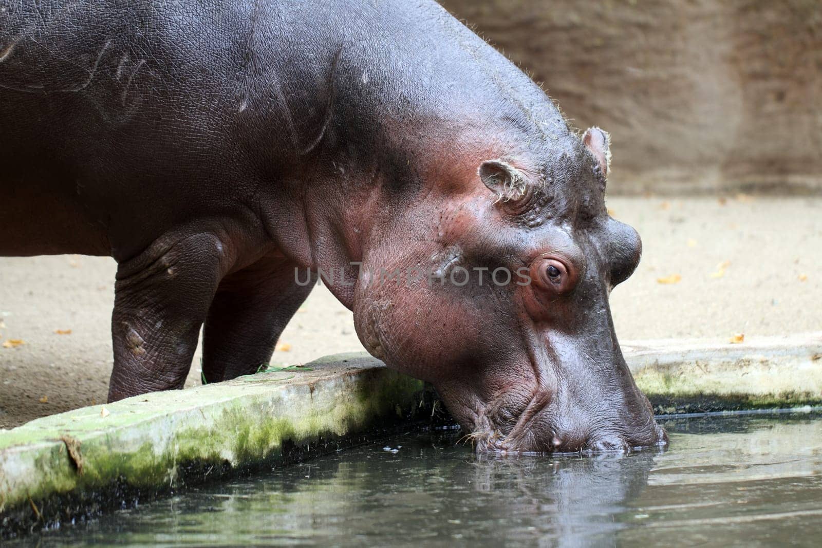 details of hippopotamus in zoo