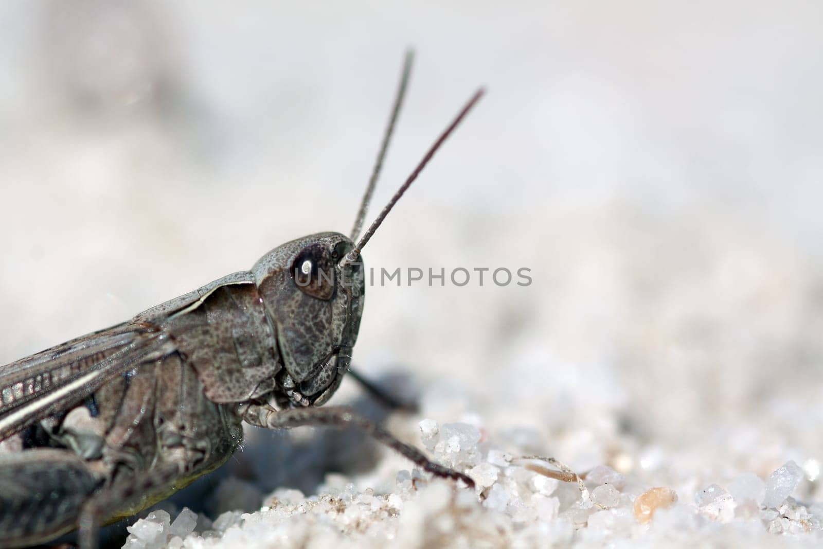 Brown Grasshopper (Chorthippus brunneus)