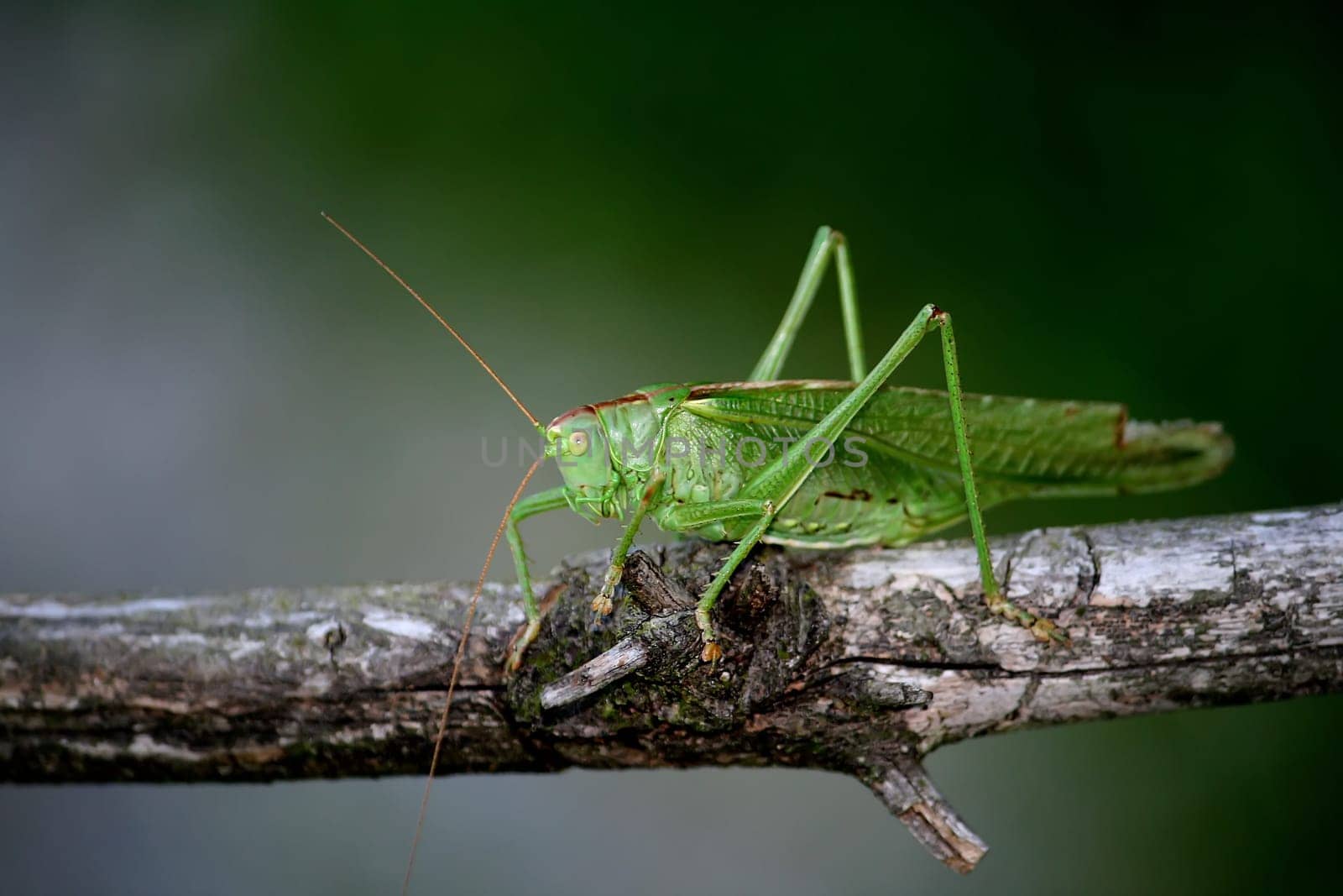 Grasshopper