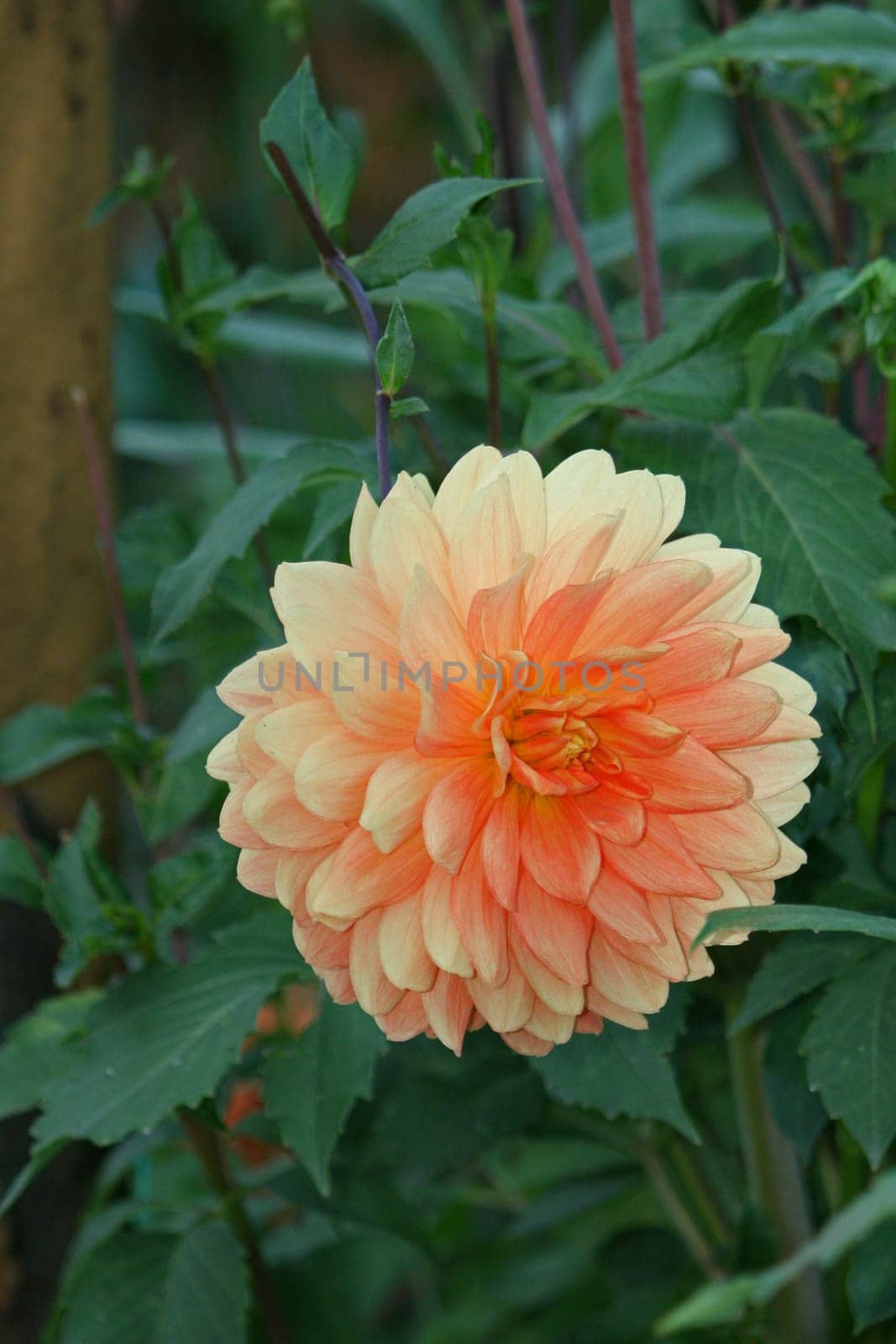 Dahlia