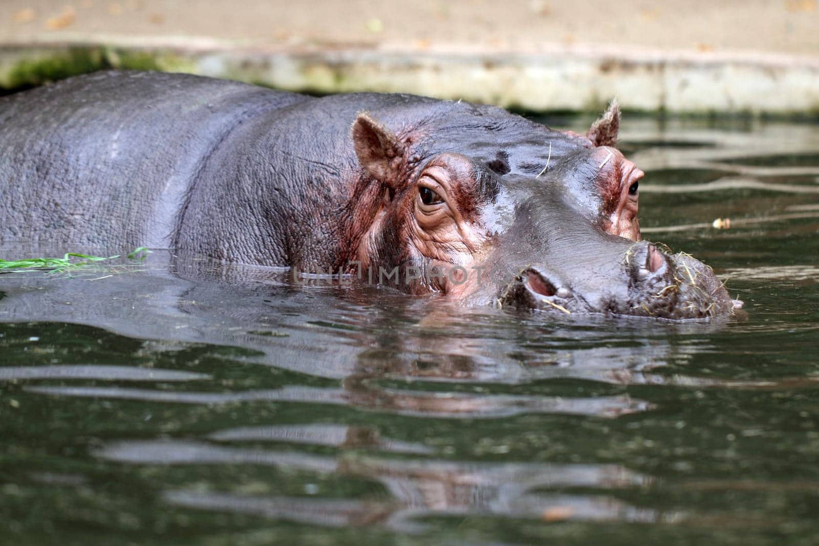 details of hippopotamus in zoo