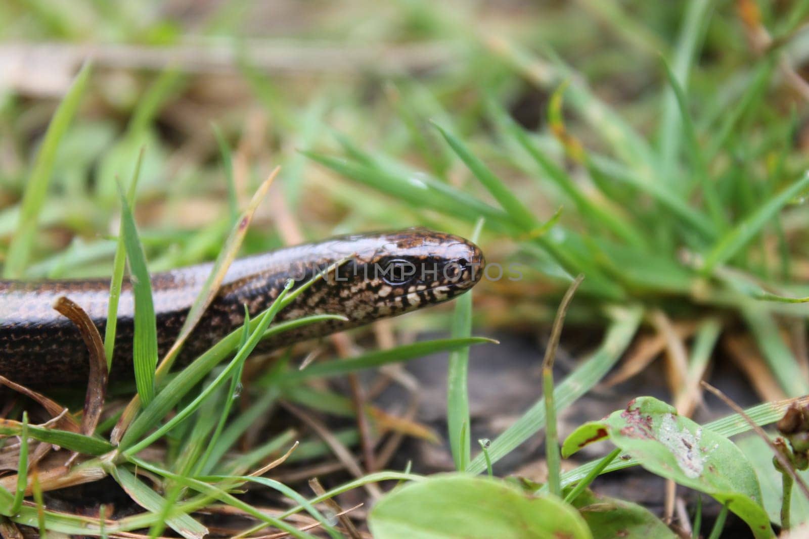 Blindworm