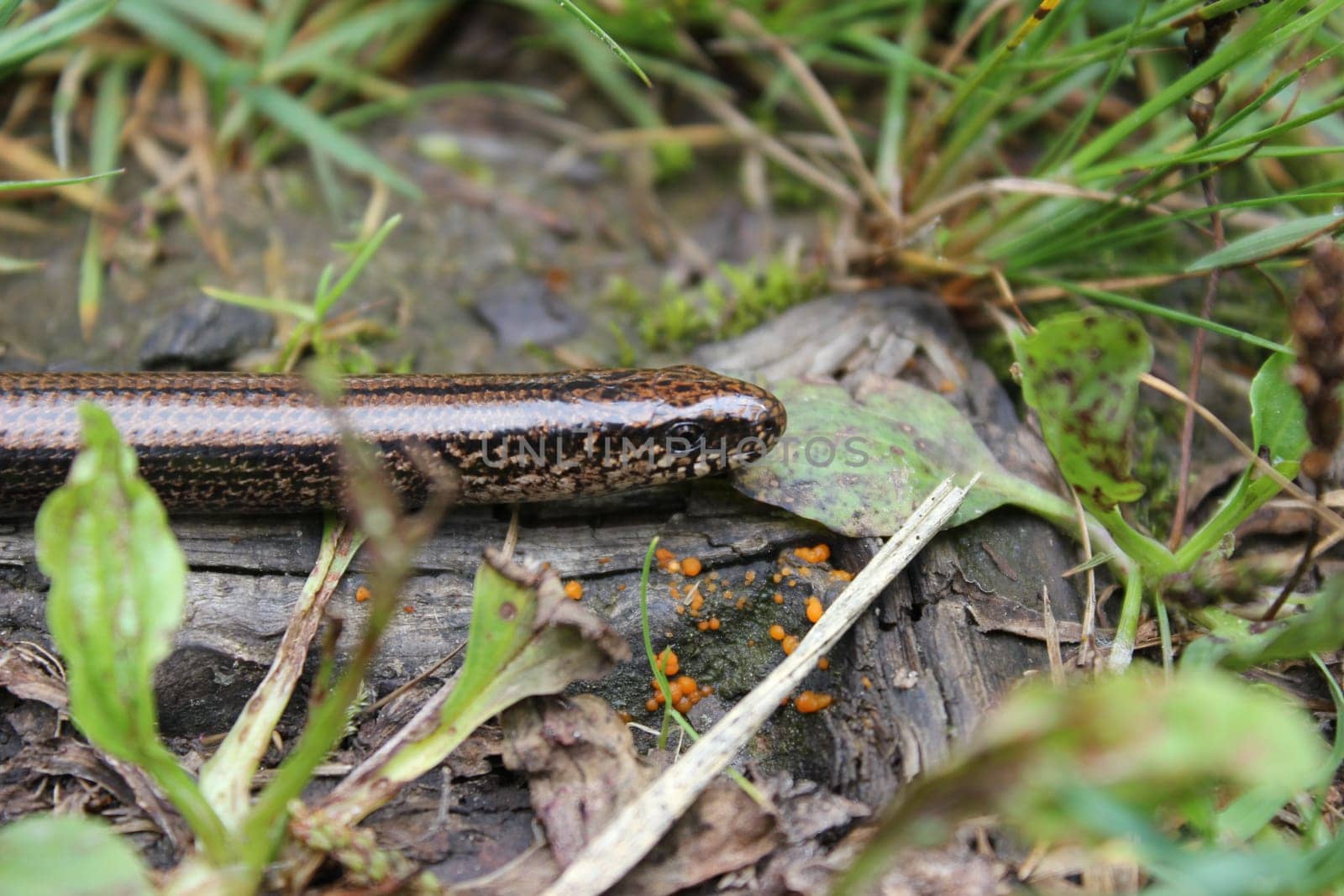 Blindworm