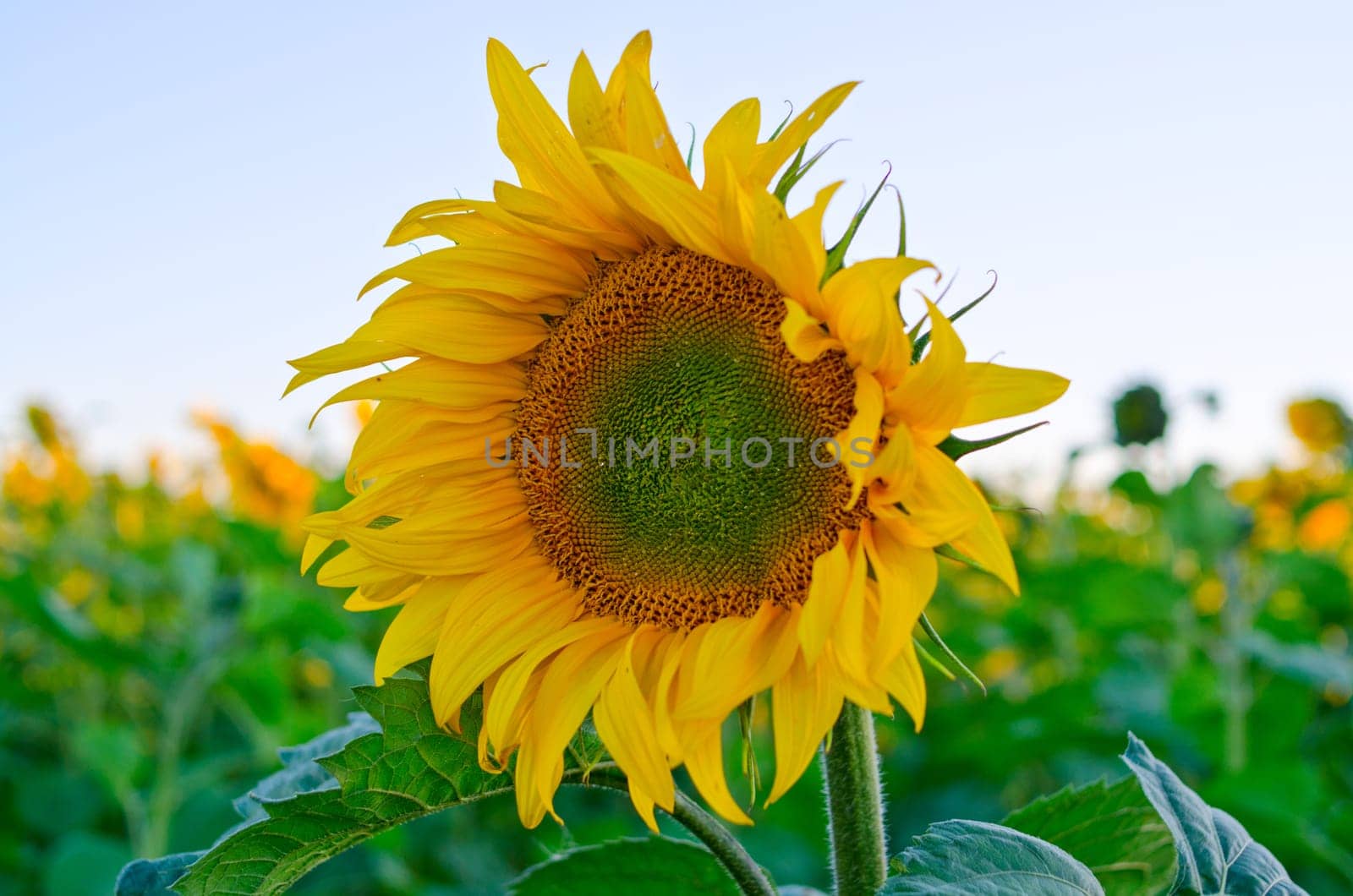 beautiful sunflowers at field with blue sky