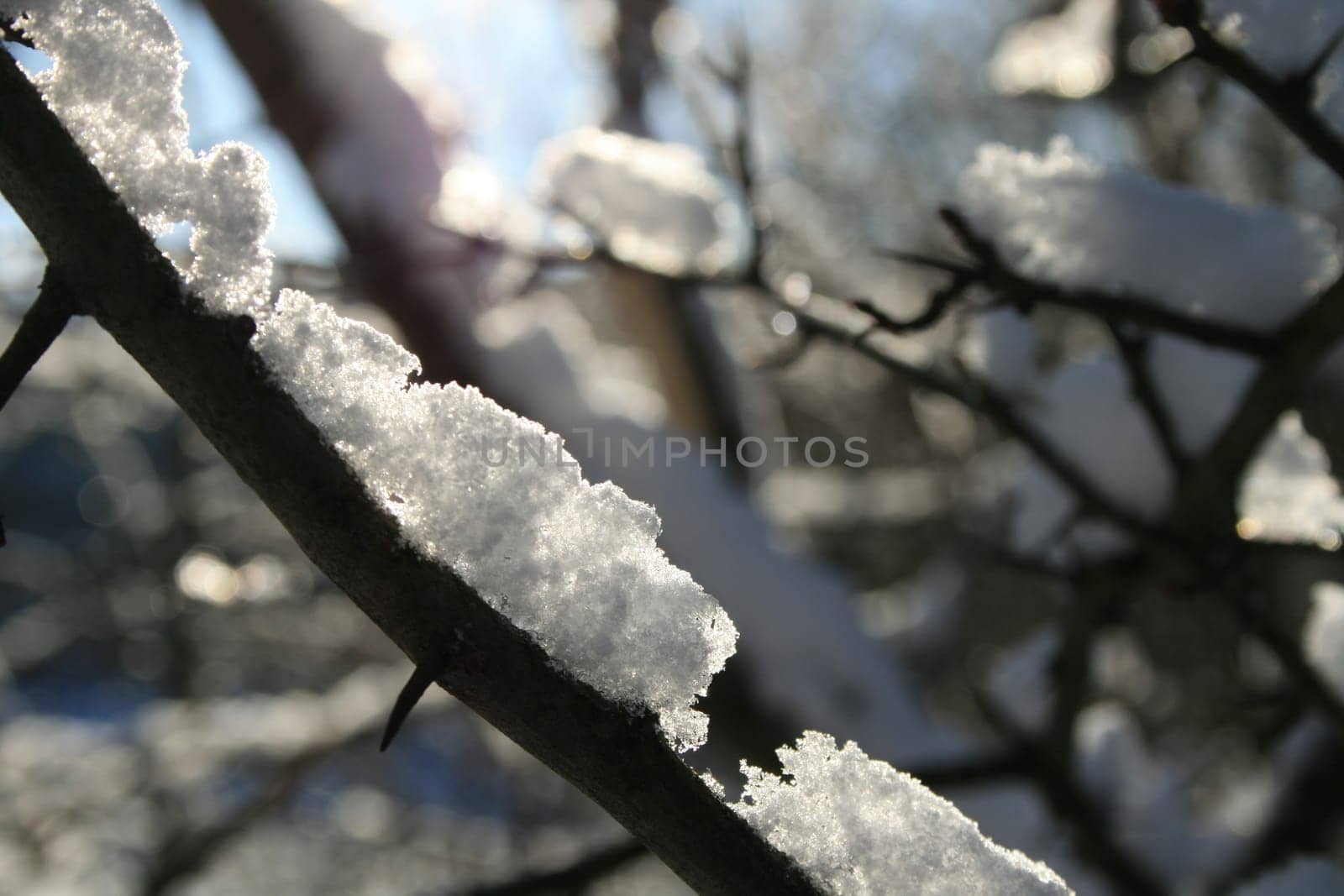 snowy