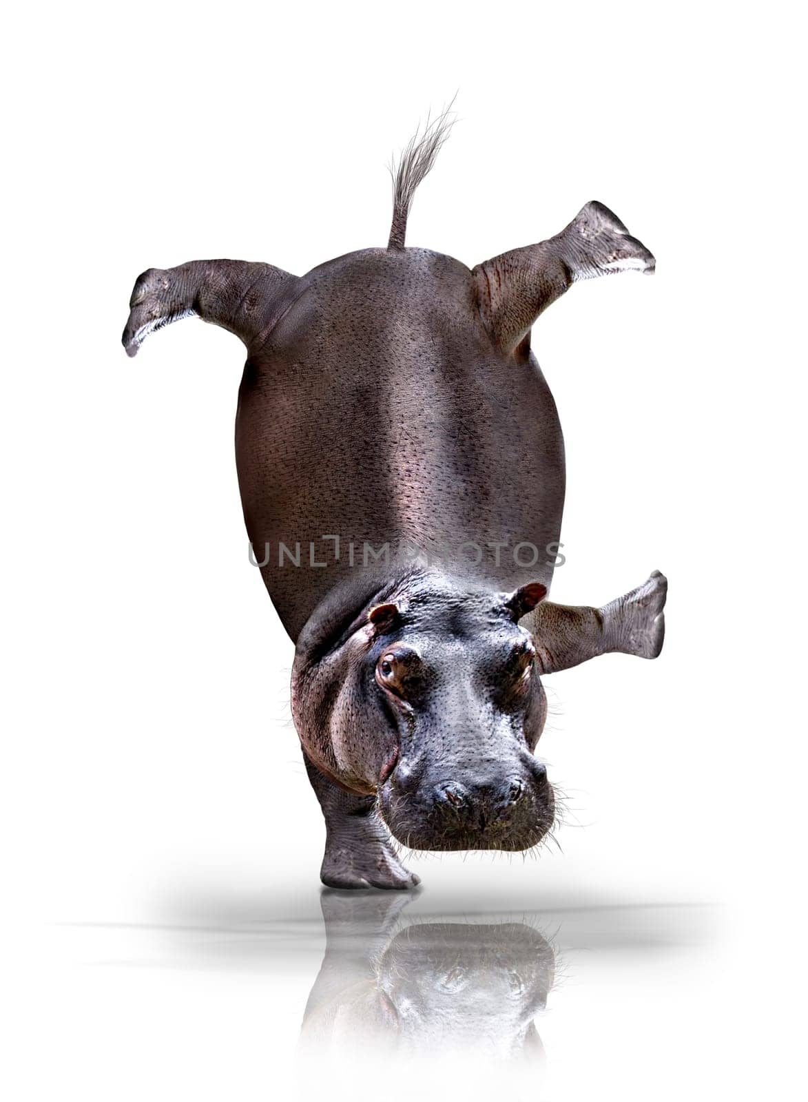 Photomontage