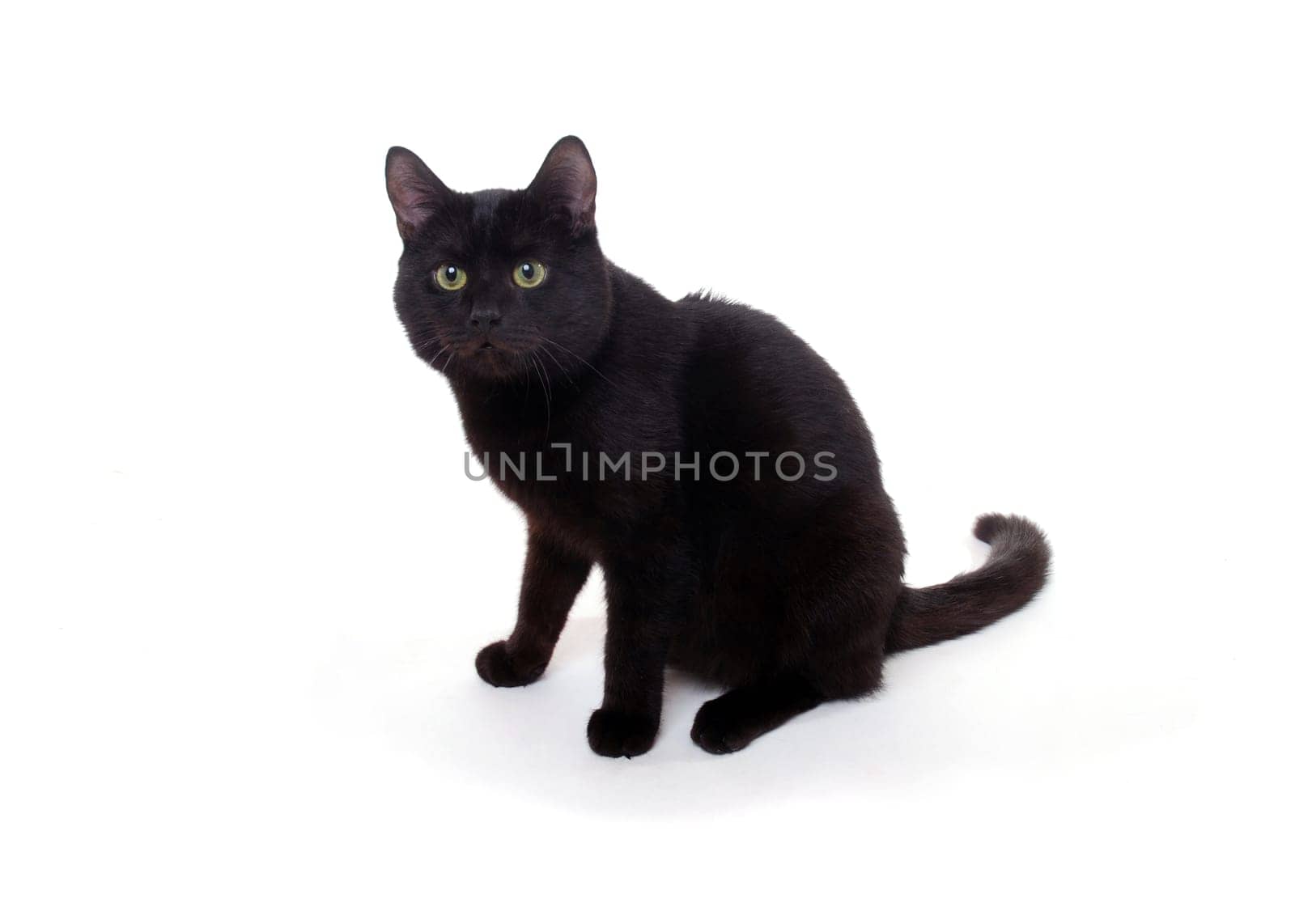 (cat animal) without big