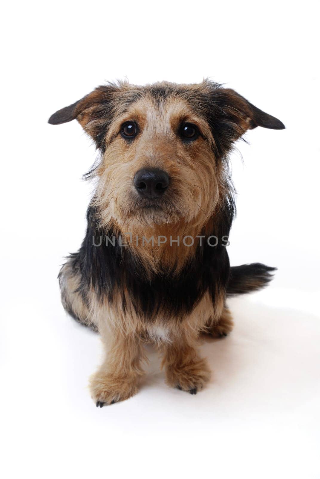 Dog Portrait