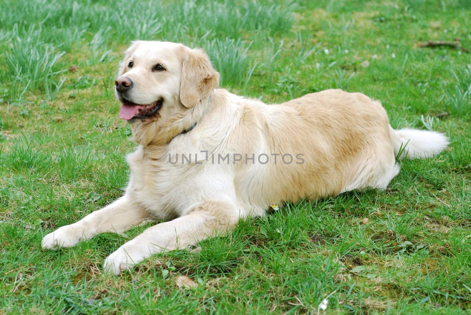 Golden Retriever
