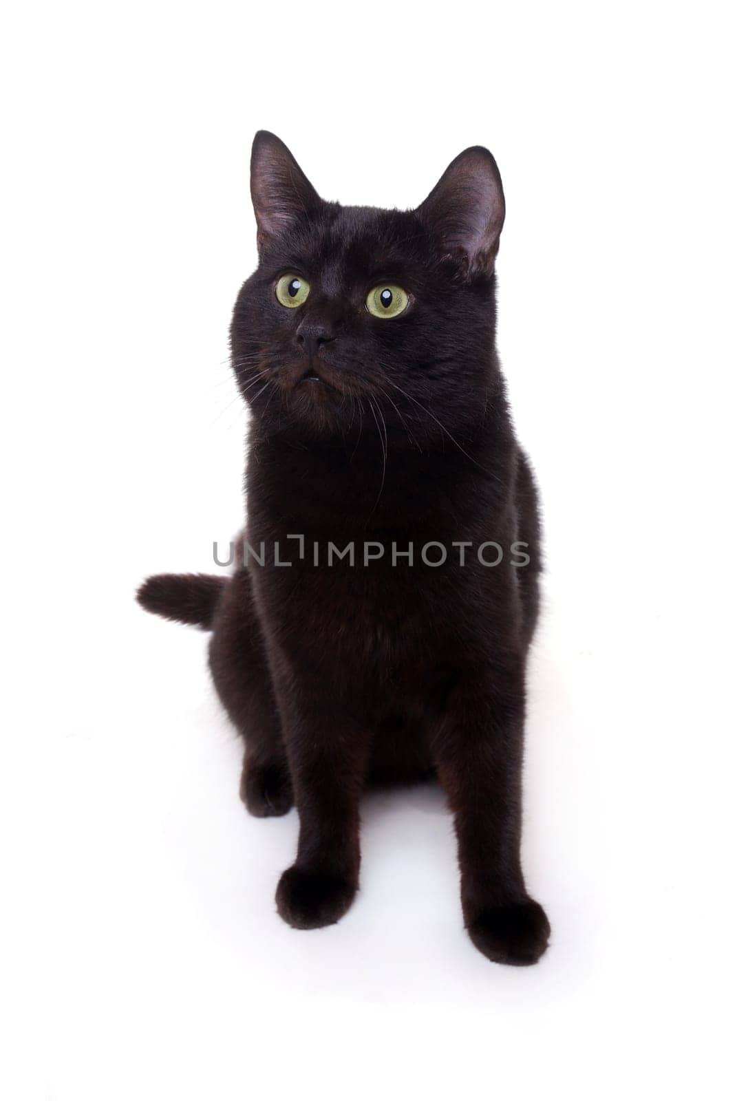 (cat animal) without big