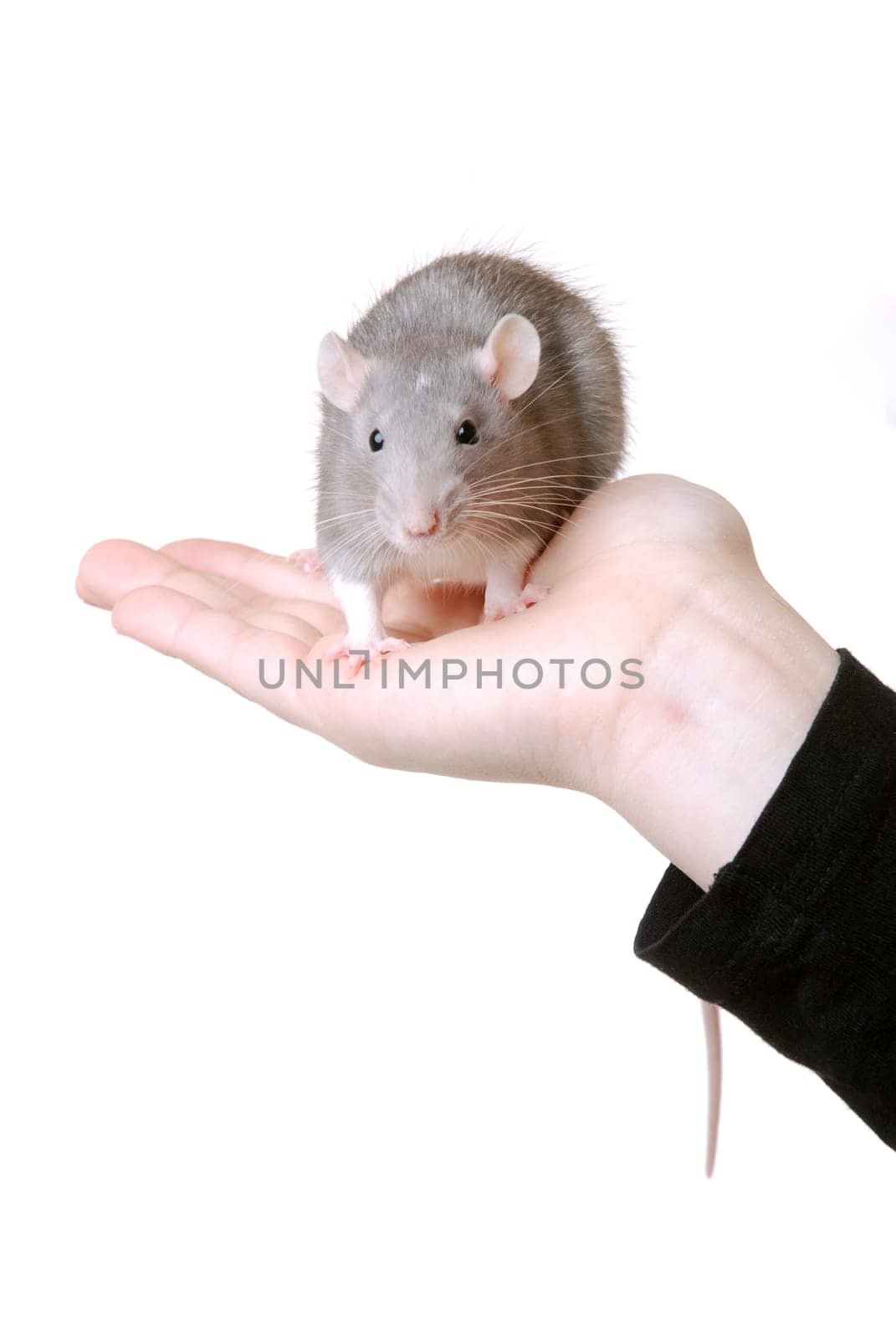 Fancy rat