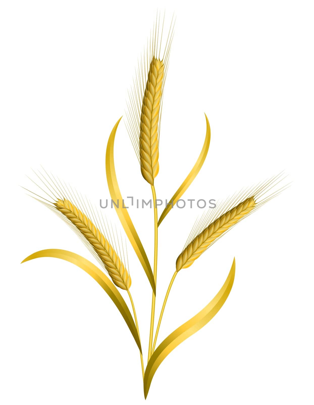 Three ears of wheat isolated on white