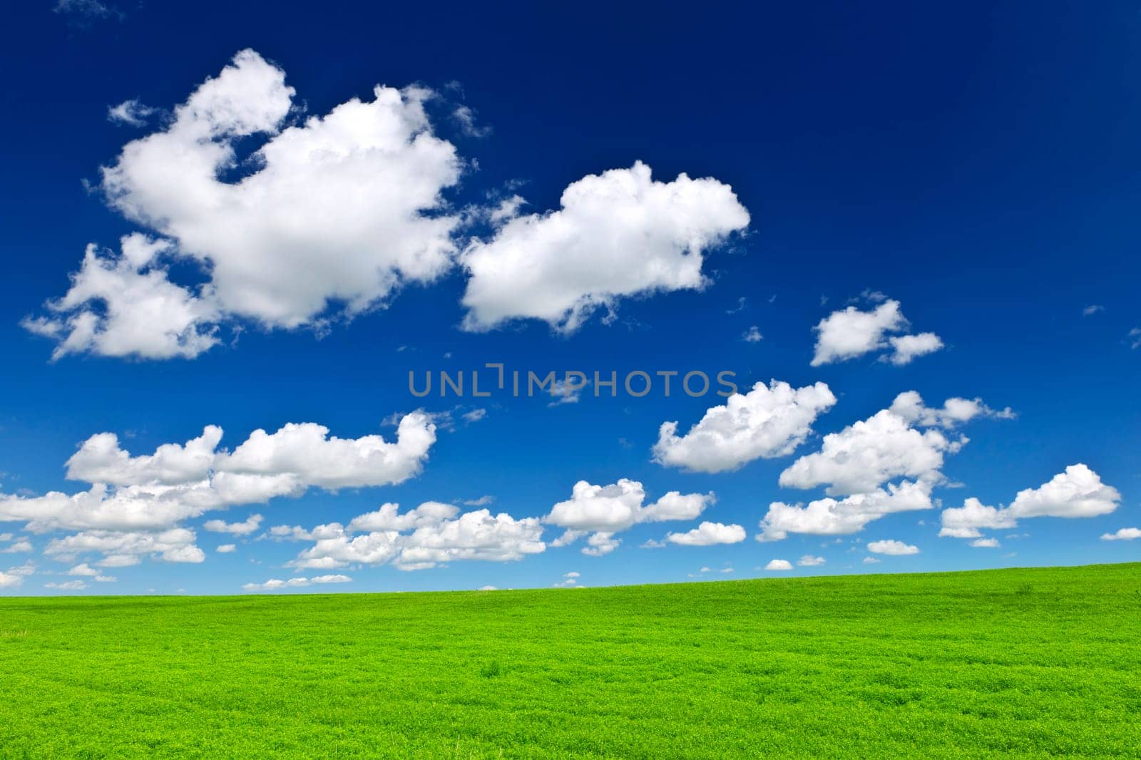 Lush green lentil and wheat fields under blue sky in Saskatchewan prairies of Canada