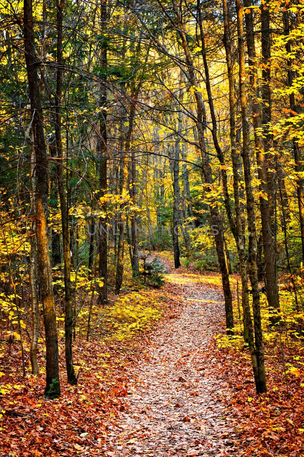 Fall forest path with fallen leaves covering the ground, Algonquin Park, Canada.