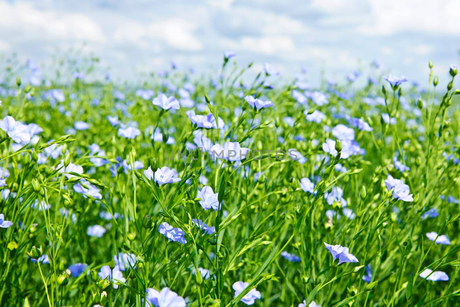 Field of many flowering flax plants with blue sky