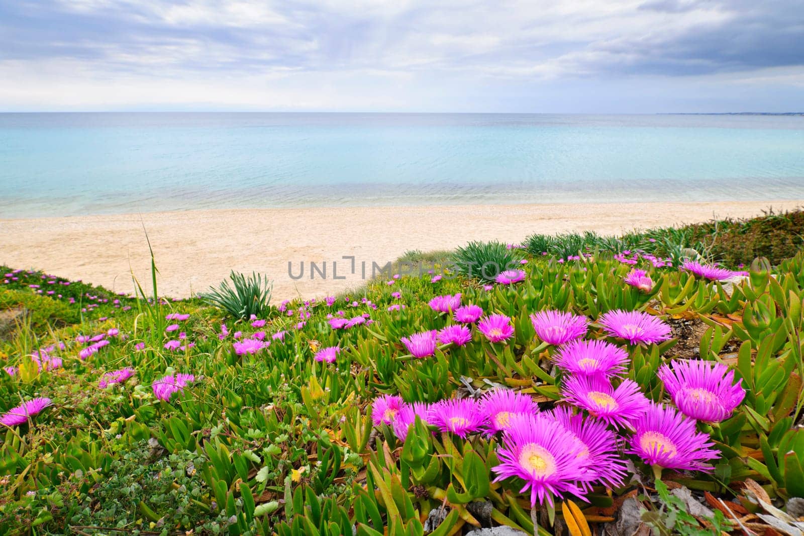 Coast of Aegean sea with blooming ice plants in Chalkidiki, Greece