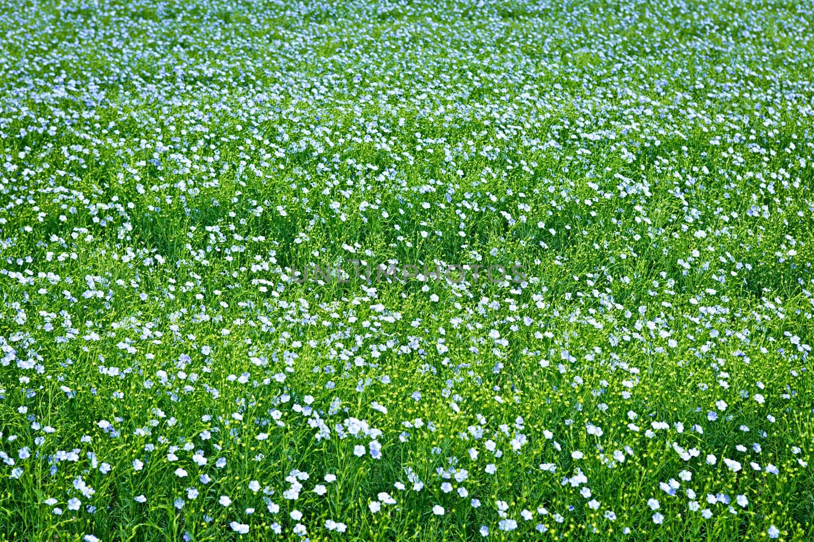 Background of blooming blue flax in a farm field