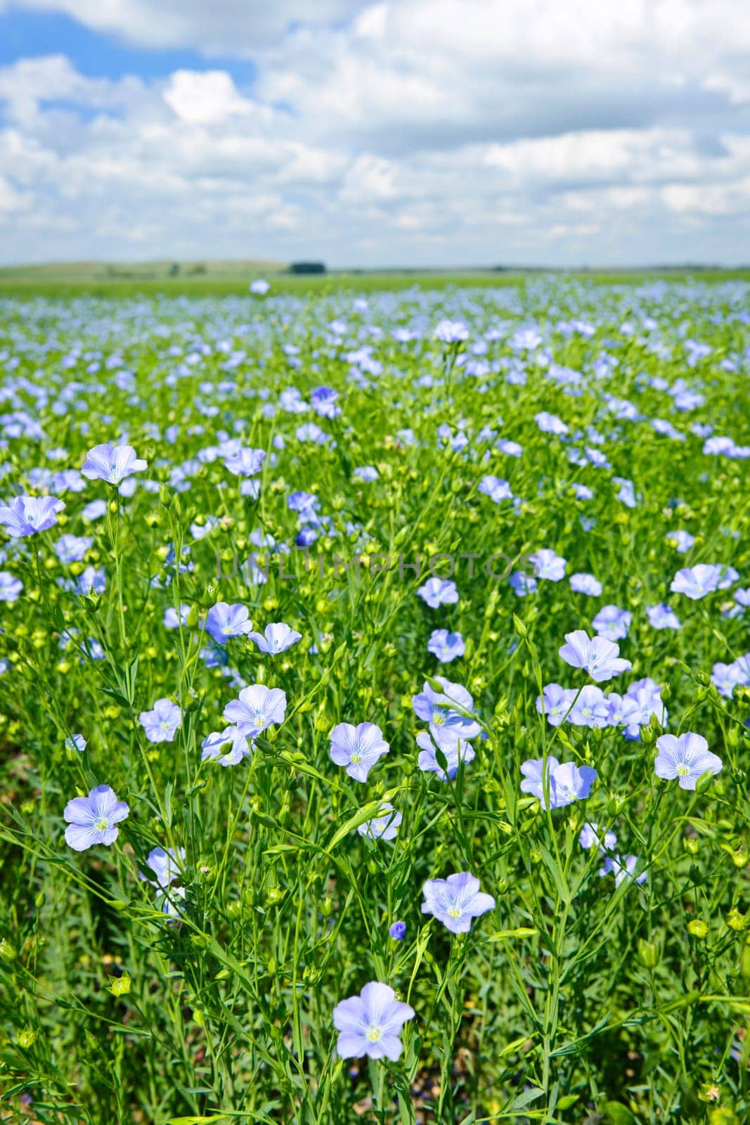 Field of many flowering flax plants with blue sky