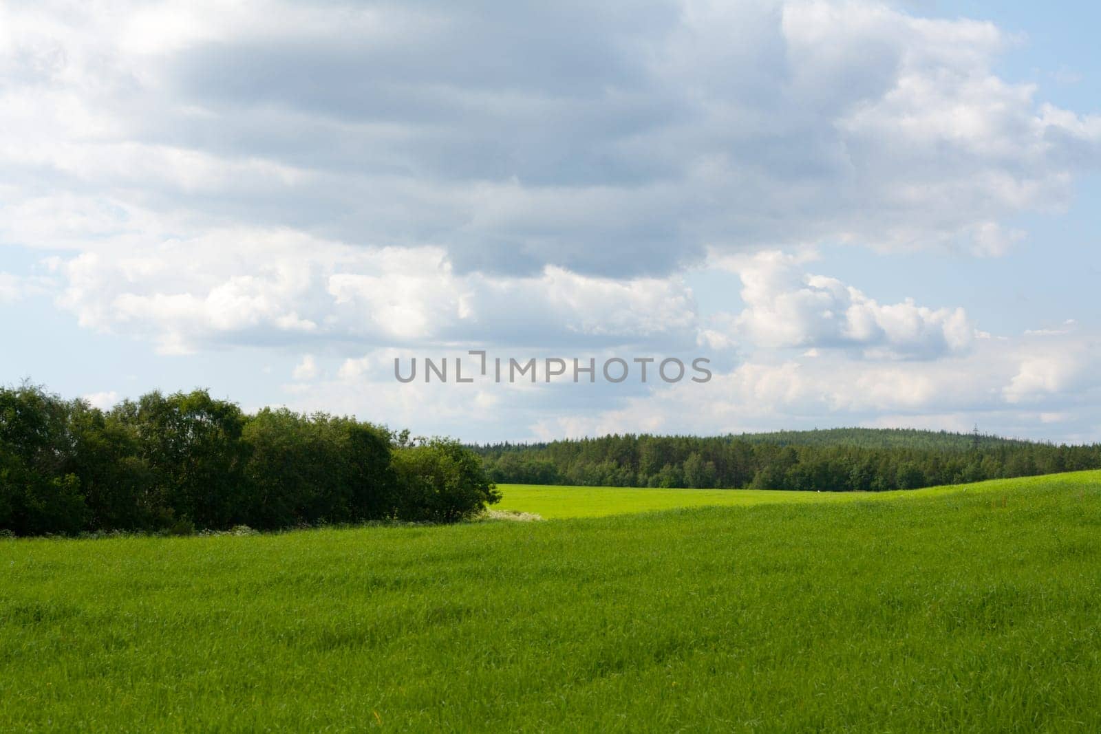 Wallpaper green herb and blue sky with cloud
