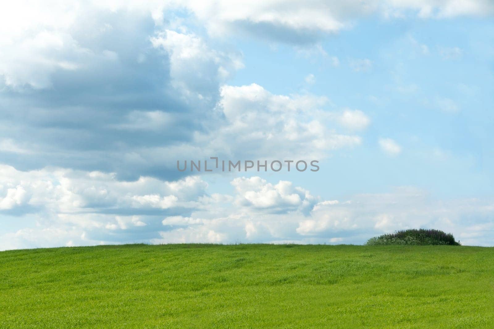 Green herb on background sky rural landscape