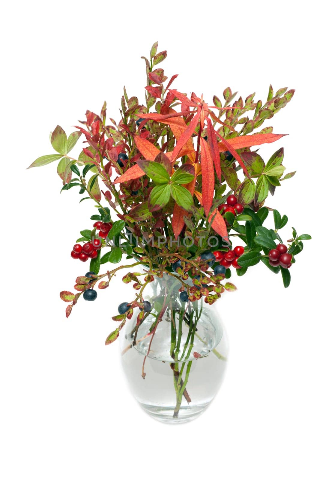 Branches of the whortleberry and cowberries in transparent vase