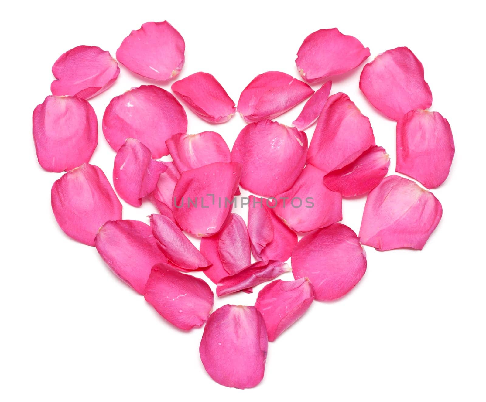 Heart from petal of the rose on white background