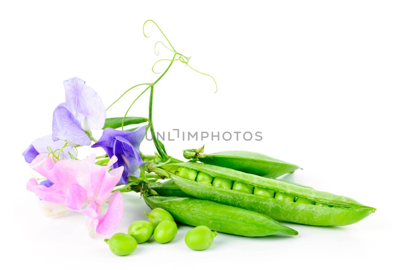 Peas in pods with sweet pea flowers isolated on white background