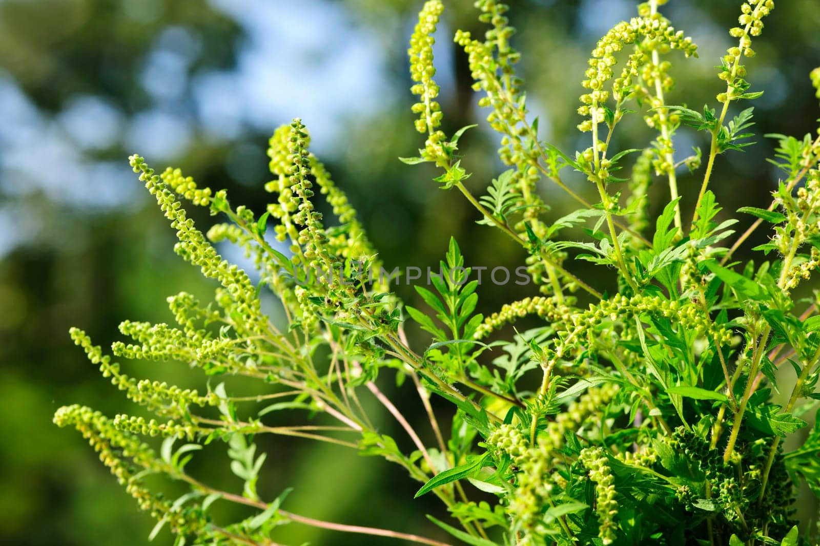 Flowering ragweed plant growing outside, a common allergen