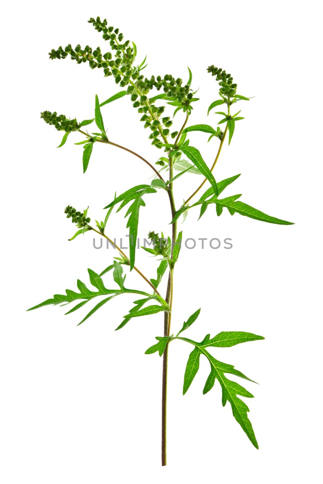 Ragweed plant in allergy season isolated on white background, common allergen