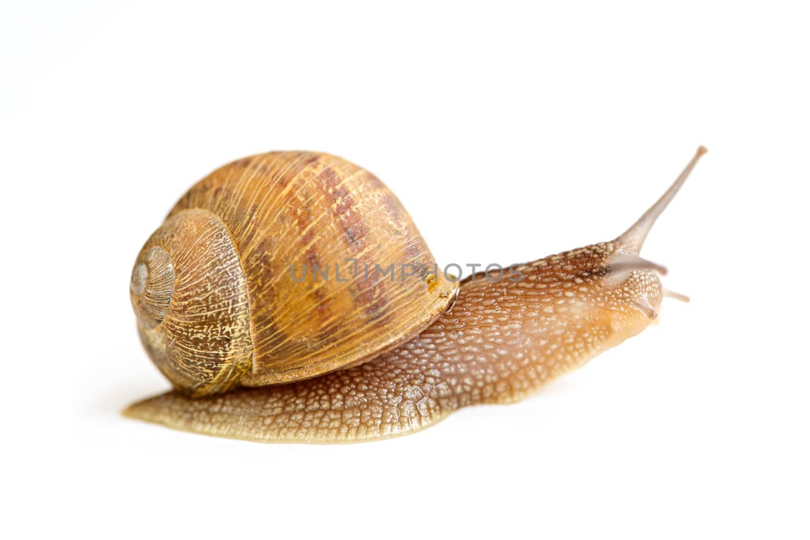 Snail with shell moving forward isolated on white background