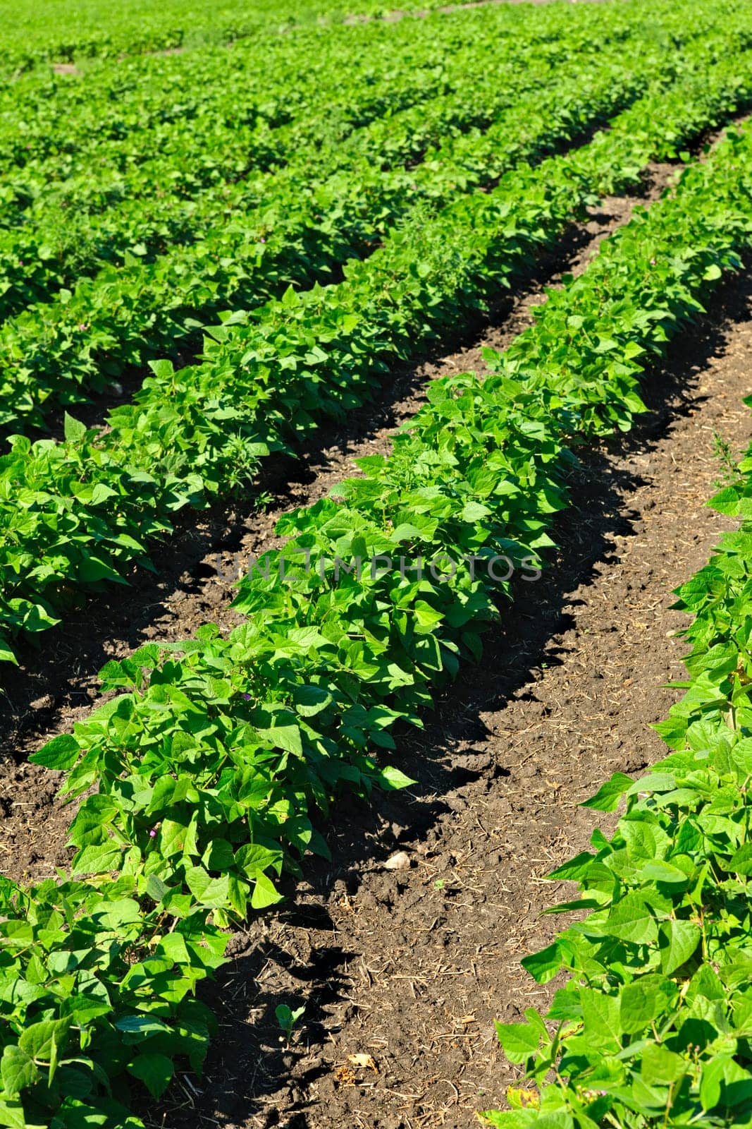 Rows of soy plants in a cultivated farmers field