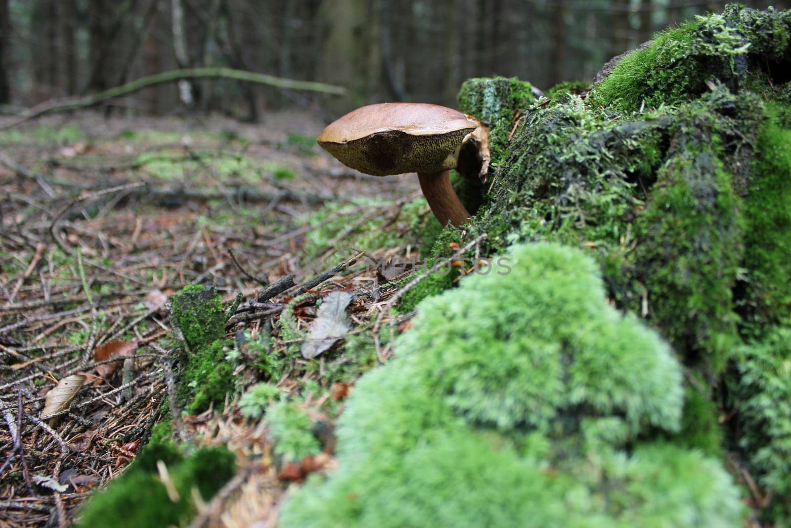 Bay bolete
