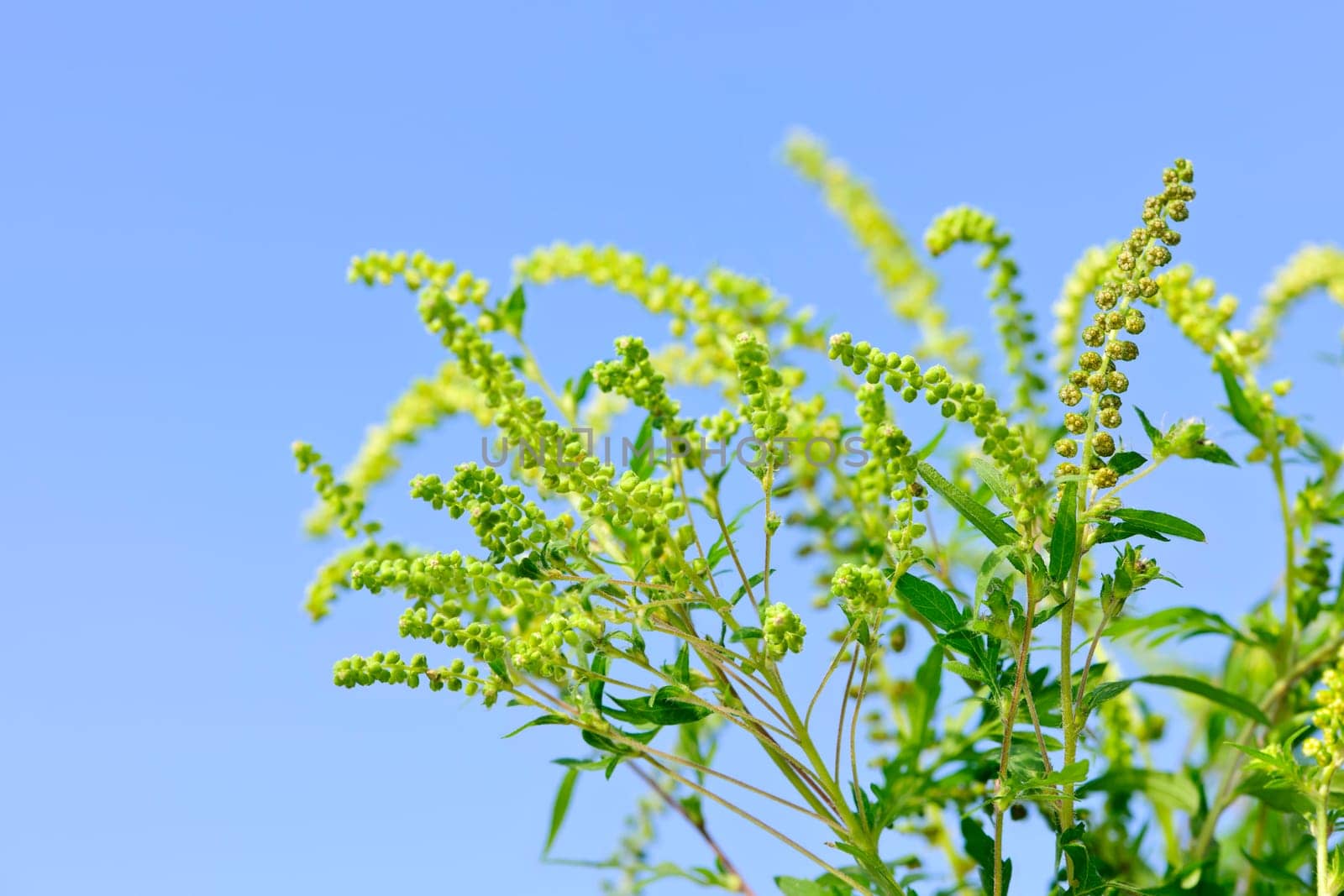Flowering ragweed plant in closeup against blue sky, a common allergen