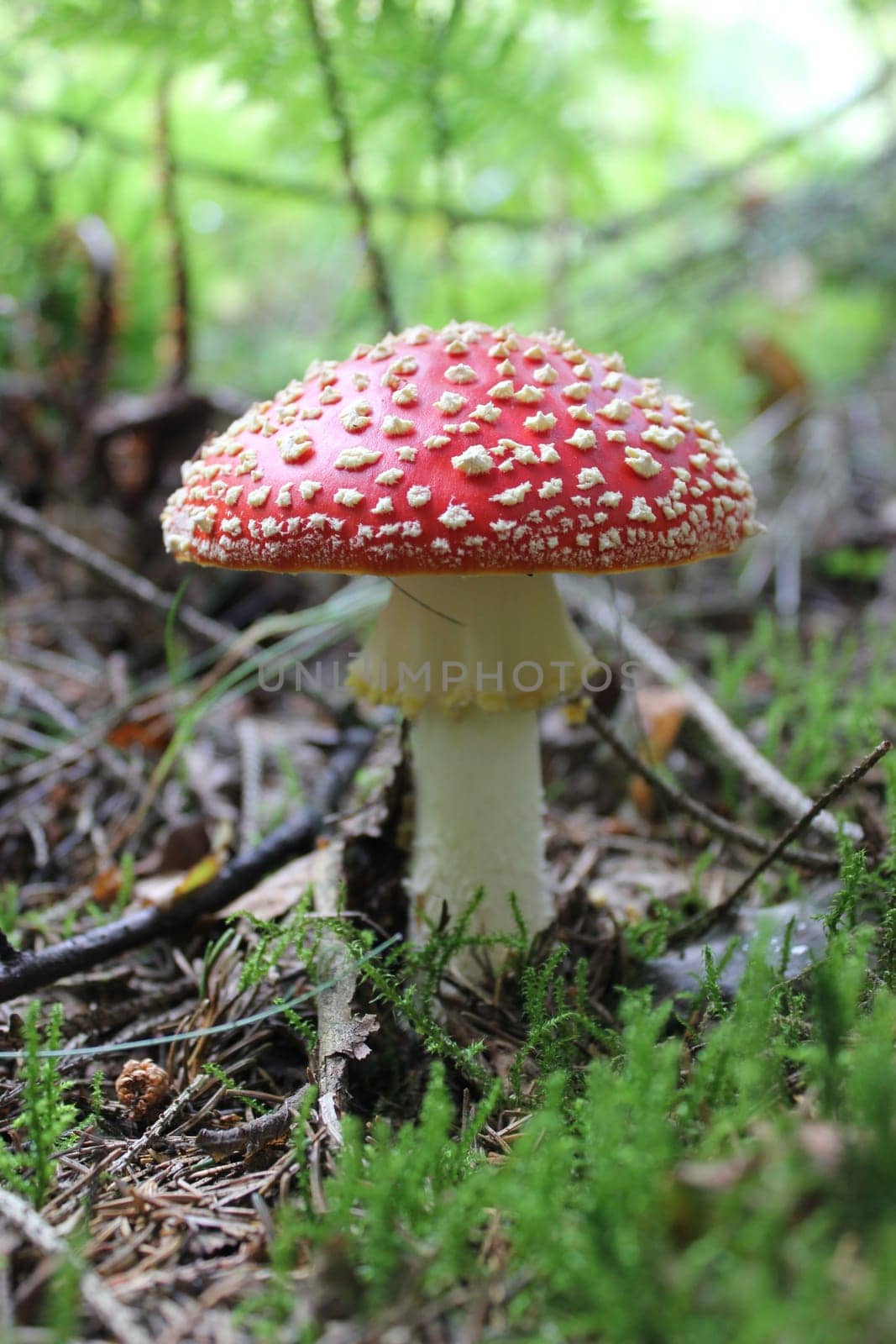 Fly agaric