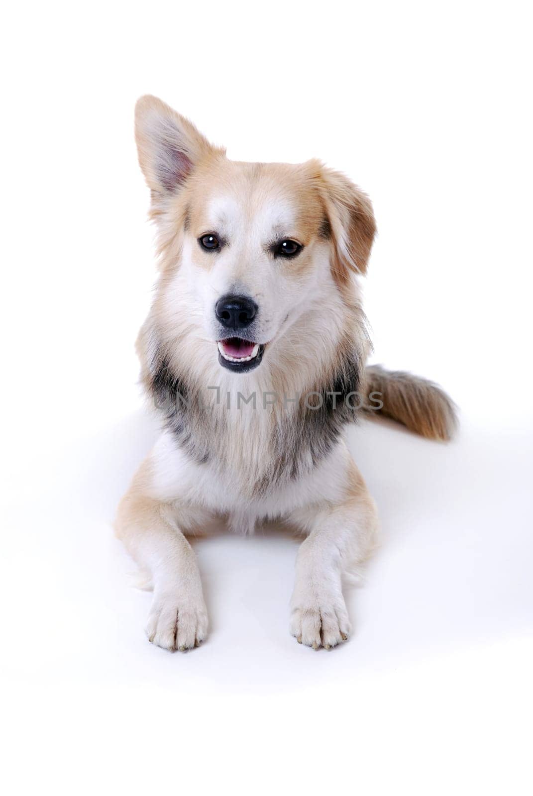 Dog Portrait